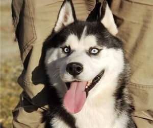 Father of the Siberian Husky puppies born on 06/06/2021
