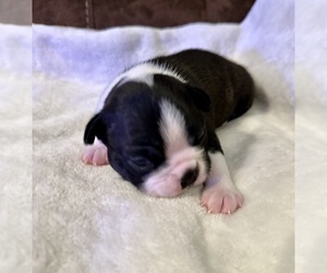 Boston Terrier Puppy for sale in WASHBURN, MO, USA