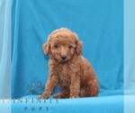 Small #2 Goldendoodle (Miniature)