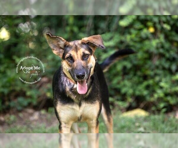 Medium Photo #3 German Shepherd Dog Puppy For Sale in Montgomery, AL, USA