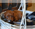 Small Photo #7 Cavapoo (Miniature) Puppy For Sale in GREENWOOD, WI, USA