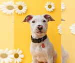 Small #1 Mutt