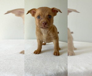 Almond #5791 - Female Chihuahua-Unknown Mix Dog for Adoption - Photo #2