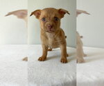 Small Photo #2 Chihuahua-Unknown Mix Puppy For Sale in Studio City, CA, USA