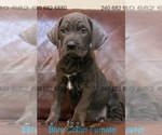Small Photo #14 Cane Corso Puppy For Sale in LA PLATA, MD, USA
