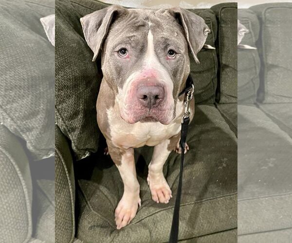 Medium Photo #3 American Pit Bull Terrier-Unknown Mix Puppy For Sale in Binghamton, NY, USA