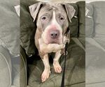 Small #2 American Pit Bull Terrier Mix