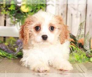 Cavachon Puppy for sale in MOUNT VERNON, OH, USA