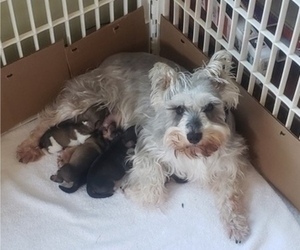 Mother of the Schnauzer (Miniature) puppies born on 10/19/2022
