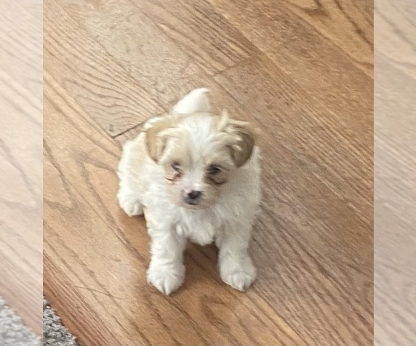 Medium Photo #7 Zuchon Puppy For Sale in PASADENA, MD, USA