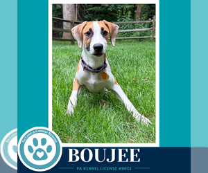 Boxador Dogs for adoption in Kimberton, PA, USA