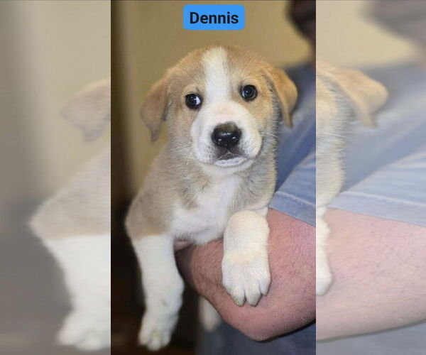 Medium Photo #1 Great Pyrenees-Unknown Mix Puppy For Sale in Alexander, AR, USA