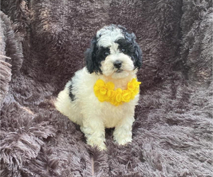 Cavapoo Puppy for sale in CAMPBELLSVILLE, KY, USA