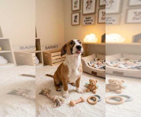 Medium Photo #1 Labrador Retriever Puppy For Sale in San Diego, CA, USA