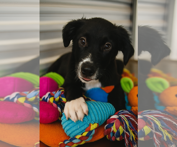 Medium Photo #1 Borador Puppy For Sale in Mt. Laurel, NJ, USA