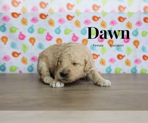 Goldendoodle Puppy for sale in GR, MI, USA