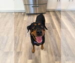 Small #1 Rottweiler Mix