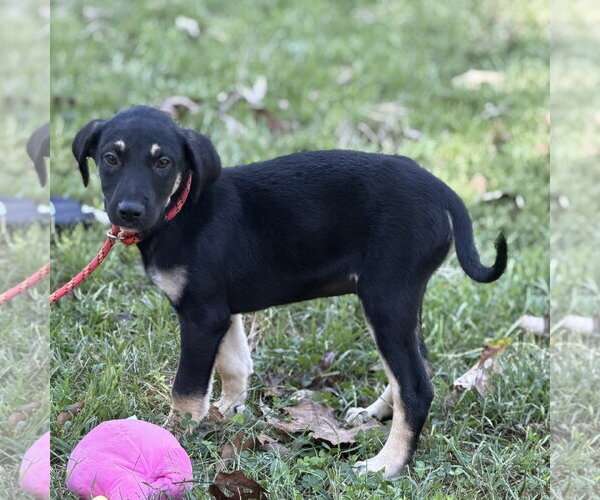 Medium Photo #4 Mutt Puppy For Sale in Yardley, PA, USA