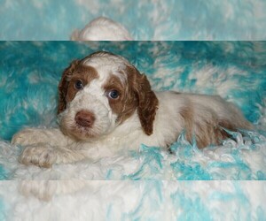 Miniature Labradoodle Puppy for sale in LA HABRA, CA, USA