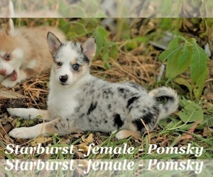 Pomsky Puppy for Sale in OWENTON, Kentucky USA