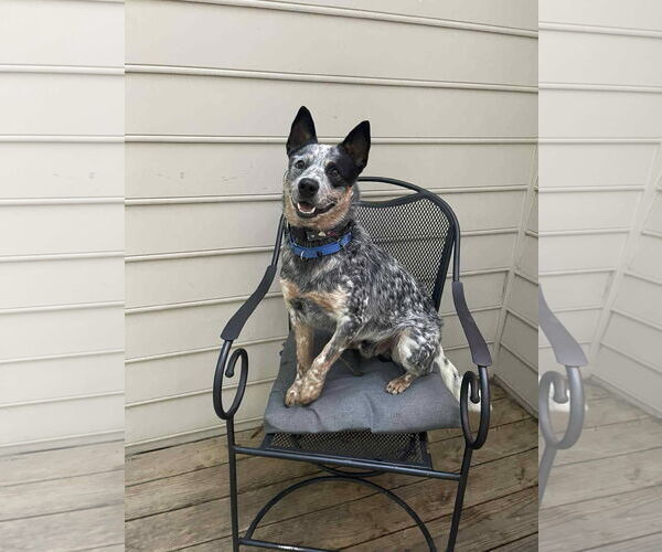 Medium Photo #5 Mutt Puppy For Sale in Garden City, NY, USA