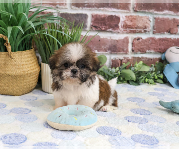 Medium Photo #4 Shih Tzu Puppy For Sale in SYRACUSE, IN, USA