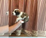 Small Photo #5 Saint Bernard Puppy For Sale in SPRINGVILLE, CA, USA