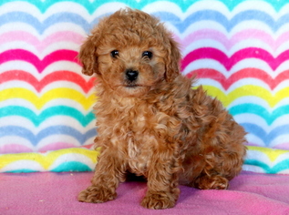 Poochon Puppy for sale in MOUNT JOY, PA, USA