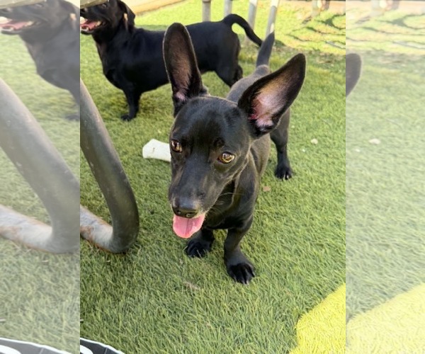 Medium Photo #2 Dachshund-Unknown Mix Puppy For Sale in La Verne, CA, USA