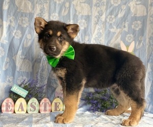 German Shepherd Dog Puppy for sale in LANCASTER, PA, USA