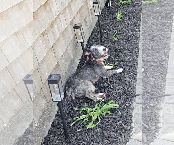 Medium Photo #7 Mutt Puppy For Sale in Woodbury, NY, USA