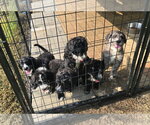 Small #1 Poodle (Standard) Mix