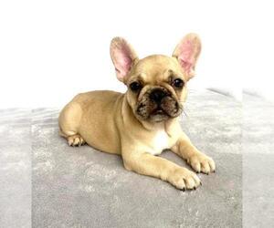 French Bulldog Puppy for sale in COCONUT CREEK, FL, USA