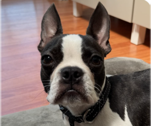 Boston Terrier Dogs for adoption in San Ramon, CA, USA