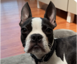 Small Boston Terrier