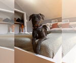 Small #8 Plott Hound Mix