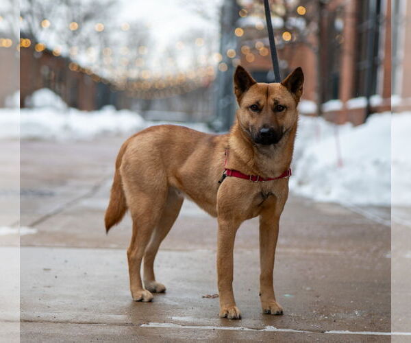 Medium Photo #2 Mutt Puppy For Sale in Princeton, MN, USA