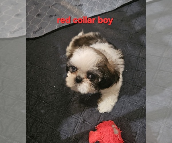 Medium Photo #8 Shih Tzu Puppy For Sale in WOODSFIELD, OH, USA