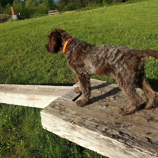 Medium Photo #4 Wirehaired Pointing Griffon Puppy For Sale in WASHOUGAL, WA, USA