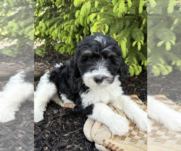 Medium Photo #4 Bernedoodle Puppy For Sale in MIDDLEBURY, IN, USA