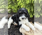 Small #3 Bernedoodle