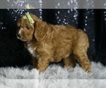Small Photo #100 Cavapoo Puppy For Sale in WARSAW, IN, USA