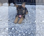 Small Photo #5 German Shepherd Dog Puppy For Sale in CRAB ORCHARD, KY, USA