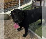 Small #2 Labrador Retriever Mix