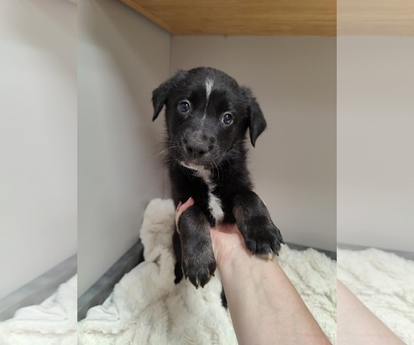Medium Photo #2 Collie-Labrador Retriever Mix Puppy For Sale in St. Louis Park, MN, USA