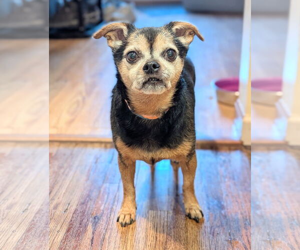 Medium Photo #6 Chipin Puppy For Sale in Princeton, MN, USA
