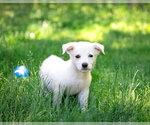 Small #1 Great Pyrenees Mix