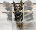 Small German Shepherd Dog