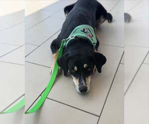 Labrador Retriever-Unknown Mix Dogs for adoption in Dublin, OH, USA
