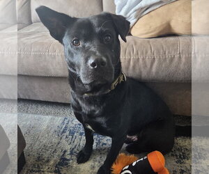 Labrador Retriever-Unknown Mix Dogs for adoption in Fargo, ND, USA